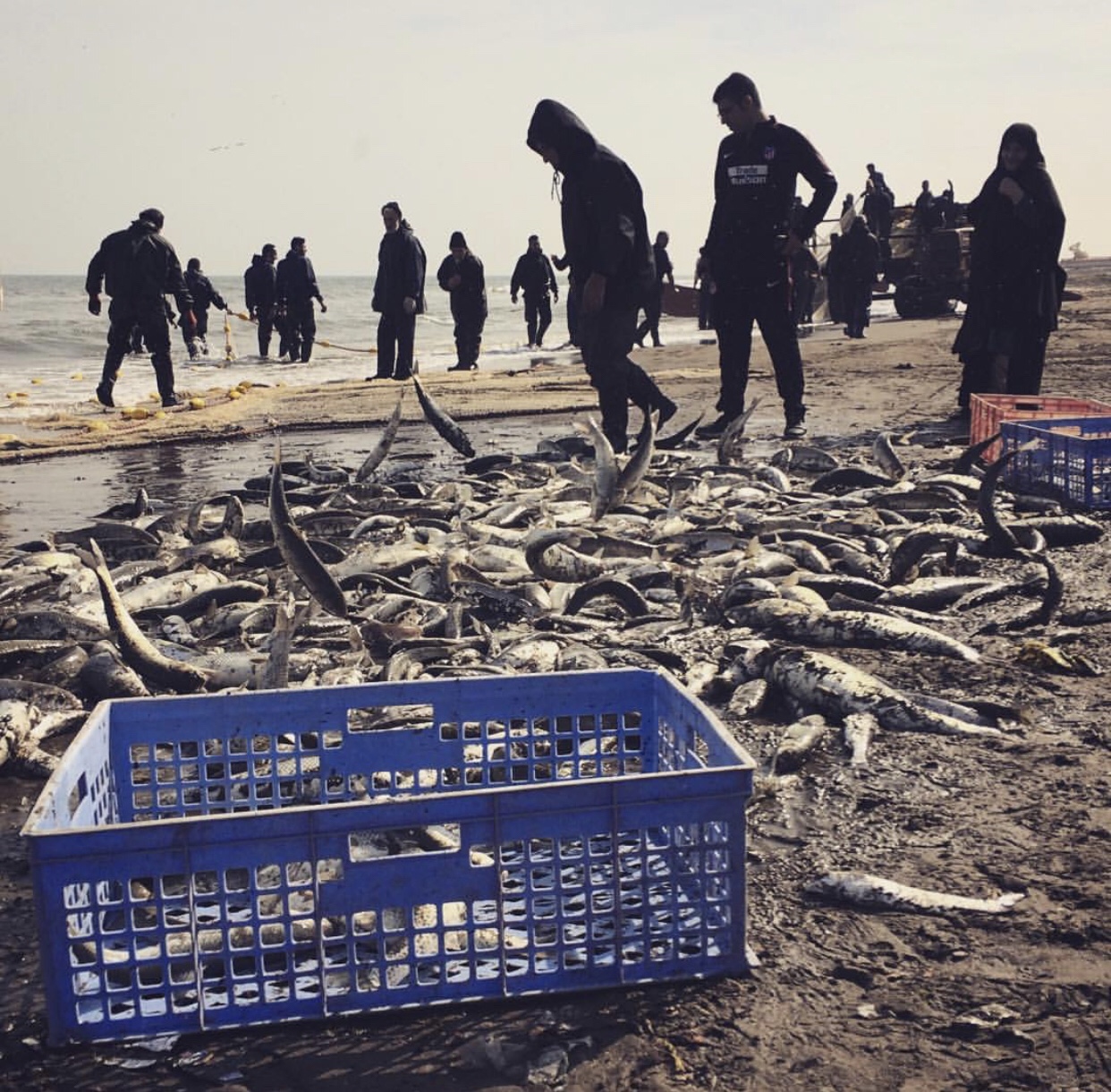 عدسة إيرانية: صيد السمك في أنزلي 1